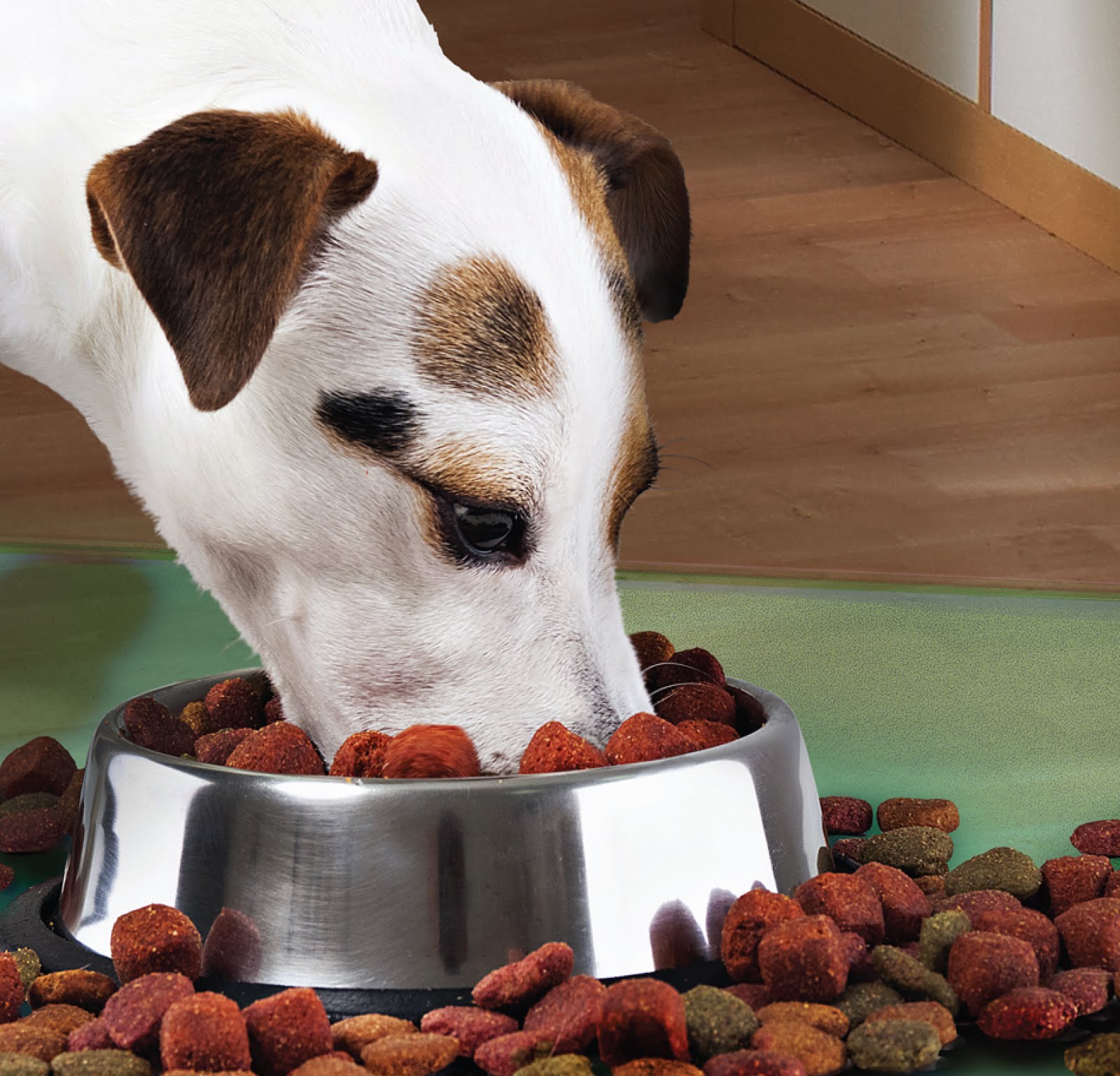 DOGAB1290EV_MAIN.jpg Castron Metalic pentru hranire animale de companie - 29cm - imagine 1