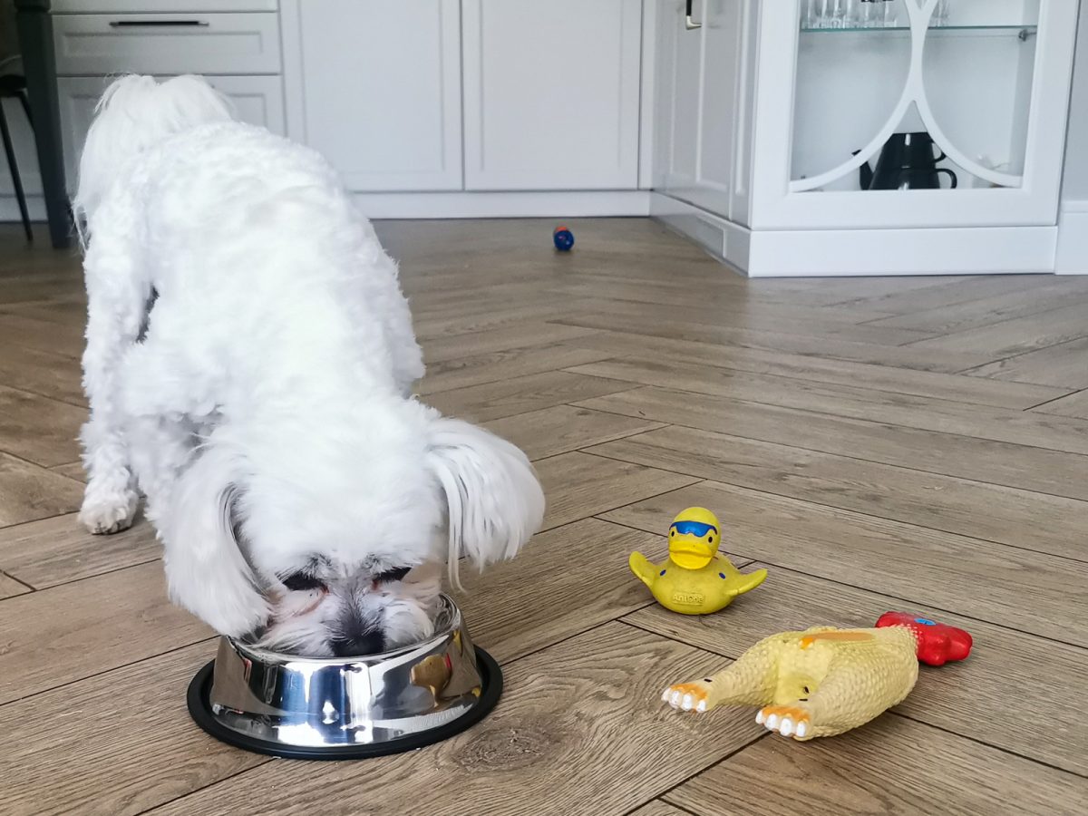 Castron Metalic pentru hranire animale de companie - 29cm - imagine 4