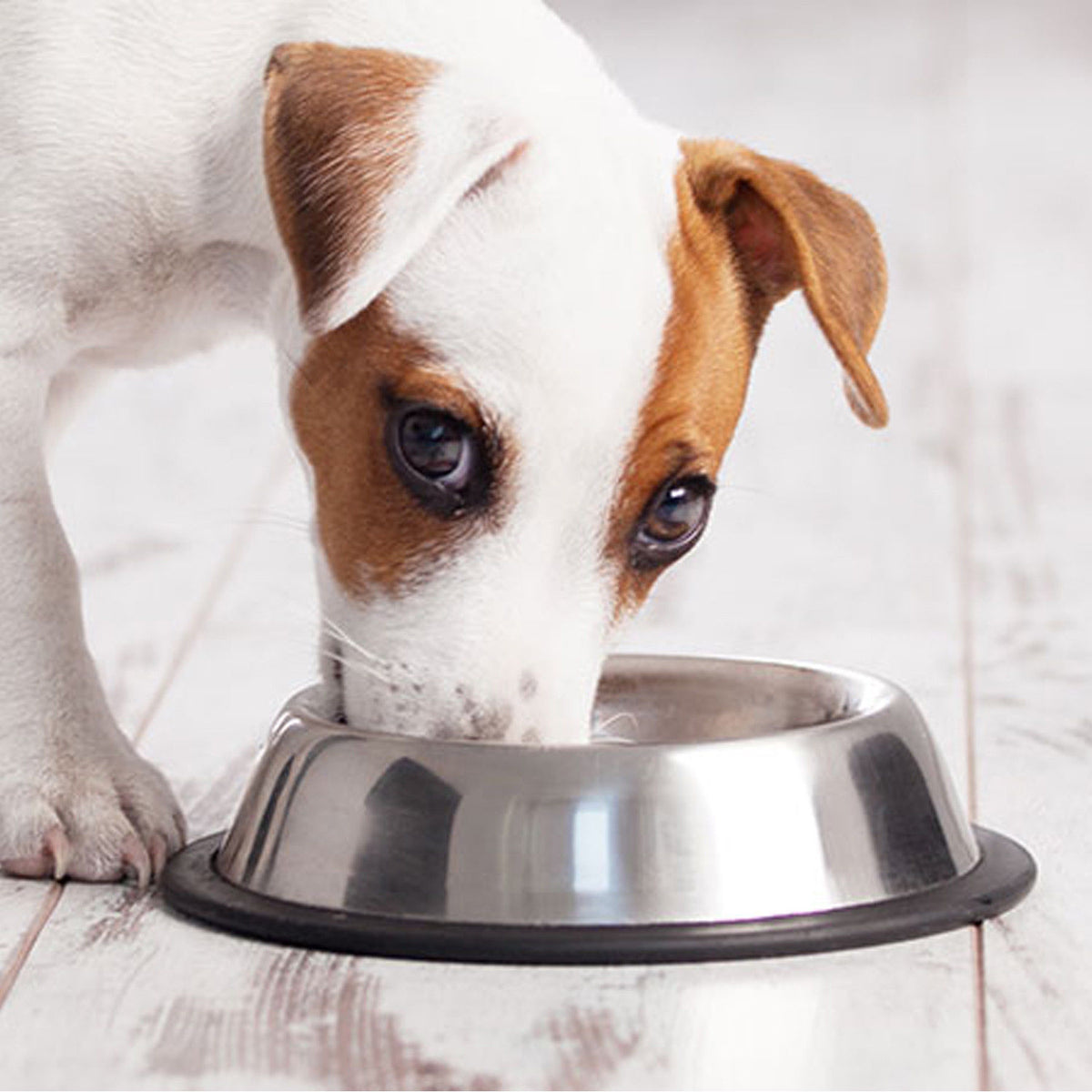 s-l1600_68_7dfc5043-71c6-4a02-ac62-b0f1cb7da921_1200x1200.jpg Castron Metalic pentru hranire animale de companie - 15cm - imagine 1